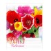 А5 / 24 кл. 1В Flowers dream -17 зошит учнів. 680105